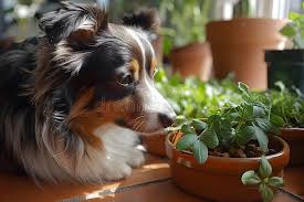 Garden & Pets